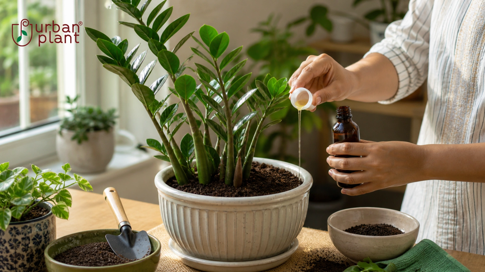 ZZ plant care tutorial: Fertilisation and feeding 